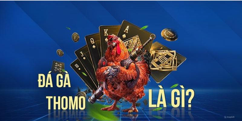 Đá Gà Thomo – Cá Cược Đá Gà Kịch Tính Tại Nhà Cái Vipwin